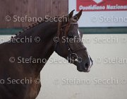 Appio Claudio TosTour2013- S5 2988 : Appio Claudio, Arezzo, Arezzo Equestrian Centre, Cavalli d'Italia, Toscana Tour 2013, foto di Stefano Secchi ©